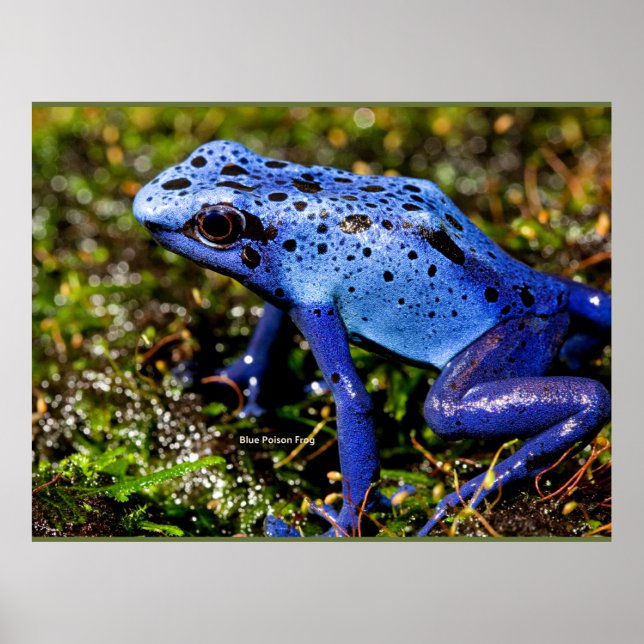 Poster Grenouille à tarte bleue (Devant)