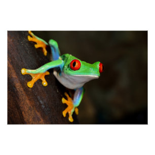 Poster Grenouille à yeux rouges tropicale - Agalychnis Ca