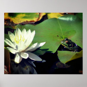 Poster Grenouille Admirant La Lily D'Eau