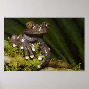 Poster Grenouille arboricole captive de Tapichalaca Hylos