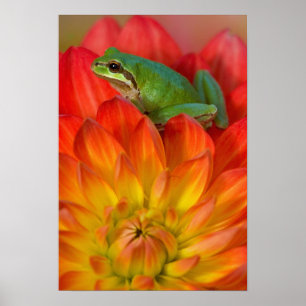Poster Grenouille arboricole du Pacifique sur des fleurs