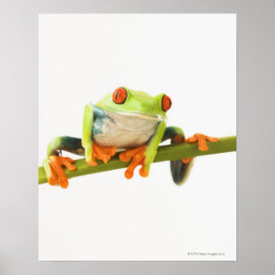 Poster Grenouille arboricole sur la tige