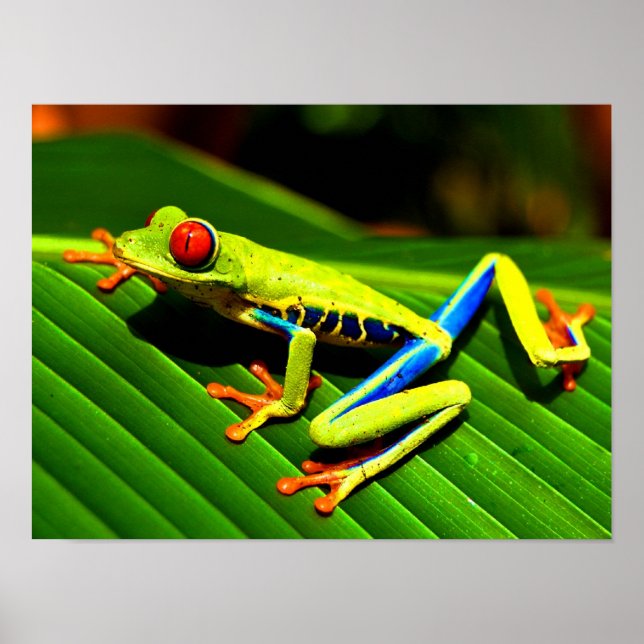 Poster Grenouille aux yeux rouges (Devant)