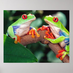 Poster Grenouille aux yeux rouges, Agalychinis callidryas