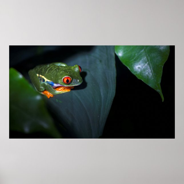 Poster Grenouille aux yeux rouges assise (Devant)