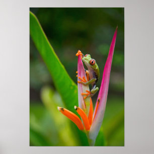 Poster Grenouille aux yeux rouges, Costa Rica