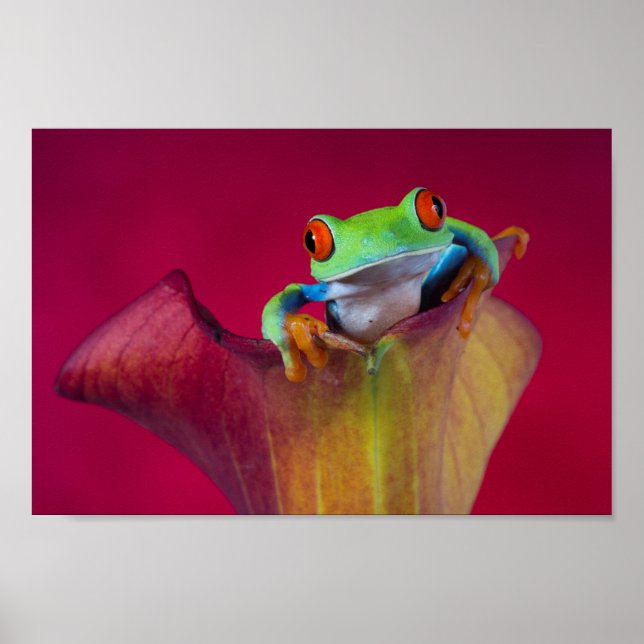 Poster Grenouille aux yeux rouges en fleur rouge (Devant)