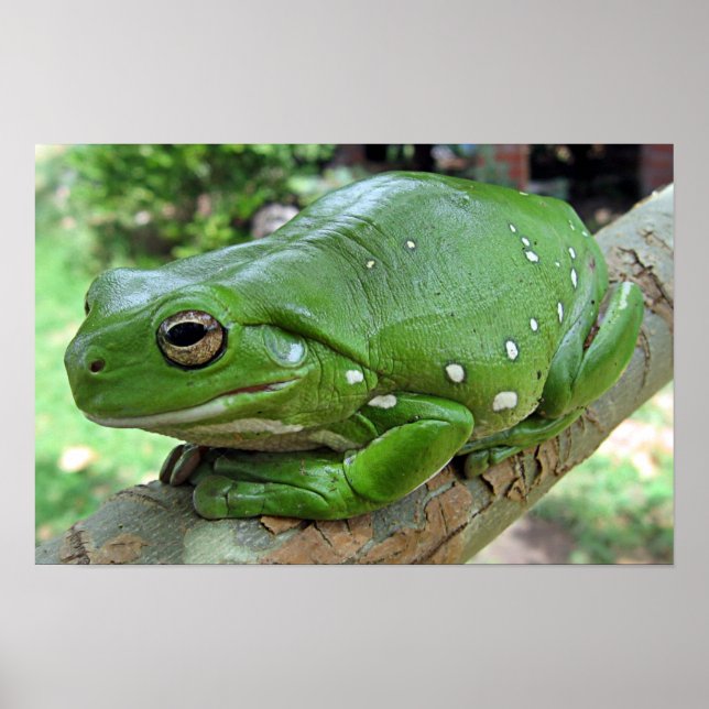 Poster Grenouille blanche - Litoria caerulea (Devant)