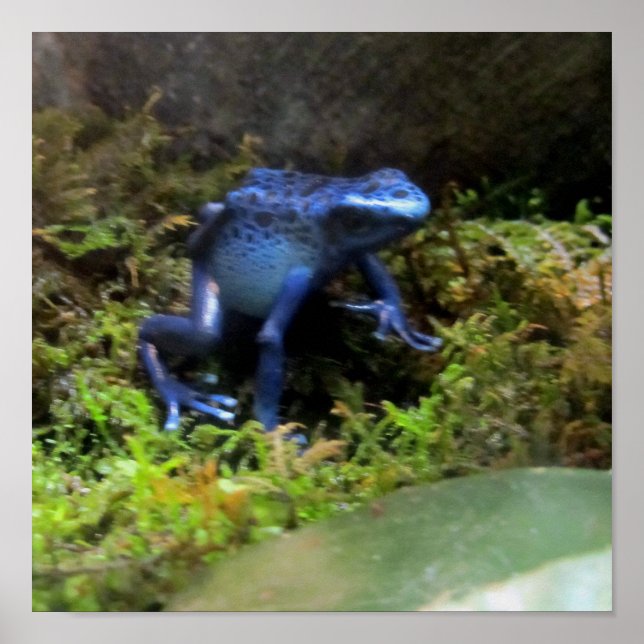 Poster Grenouille bleue (Devant)
