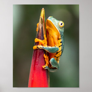 Poster Grenouille de singe à pattes de tigre Vert Orange