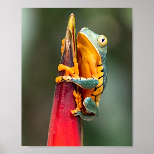 Poster Grenouille de singe à pattes de tigre Vert Orange (Devant)