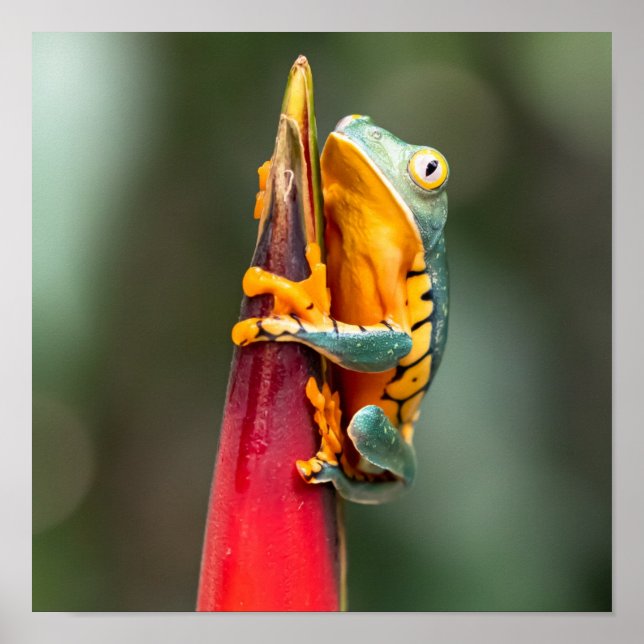 Poster Grenouille de singe à pattes de tigre Vert Orange (Devant)