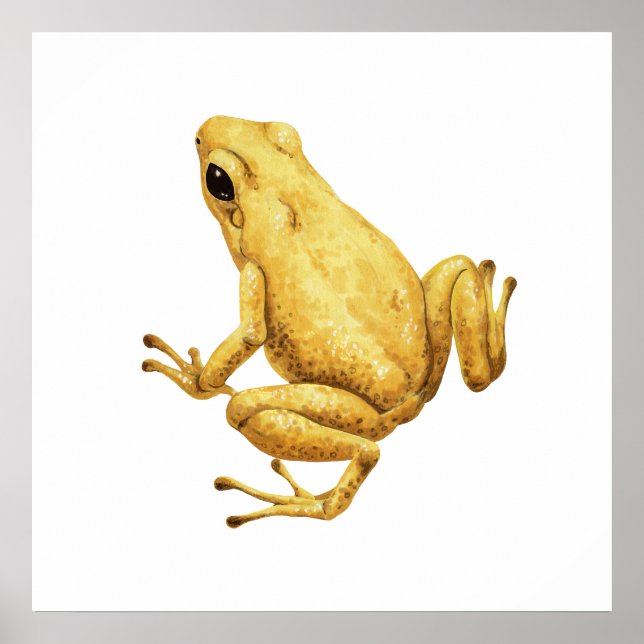 Poster Grenouille dendrobate (Devant)