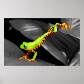 Poster Grenouille des arbres