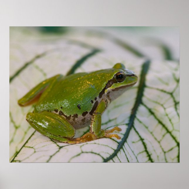 Poster Grenouille des arbres du Pacifique sur les fleurs  (Devant)