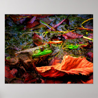 Poster Grenouille et couleurs