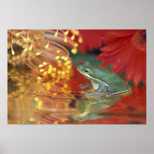 Poster Grenouille et réflexions parmi les fleurs. Crédit