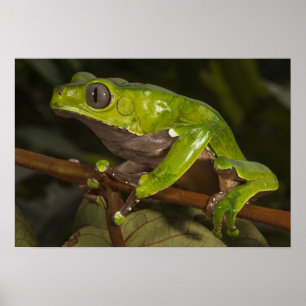 Poster Grenouille géante Phyllomedusa bicolor) 3