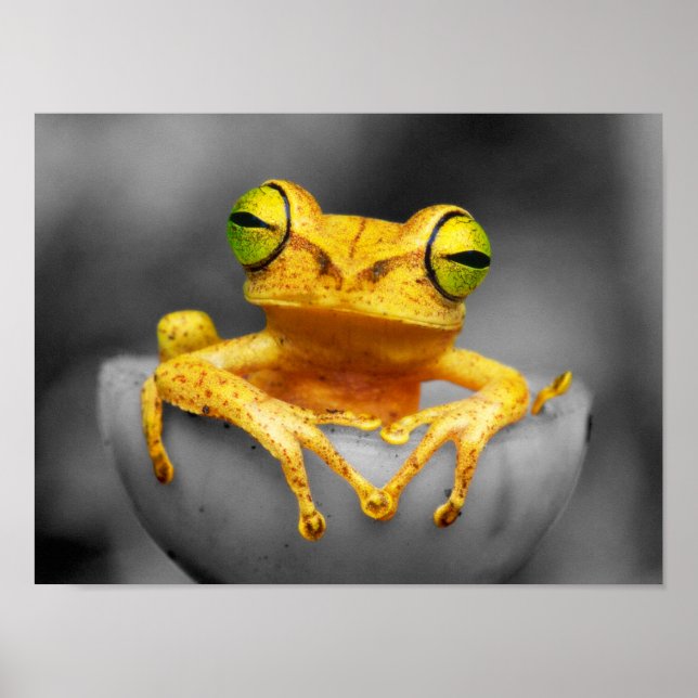 Poster Grenouille jaune (Devant)