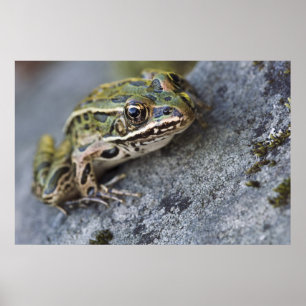 Poster Grenouille léopard du nord, Île transparente,
