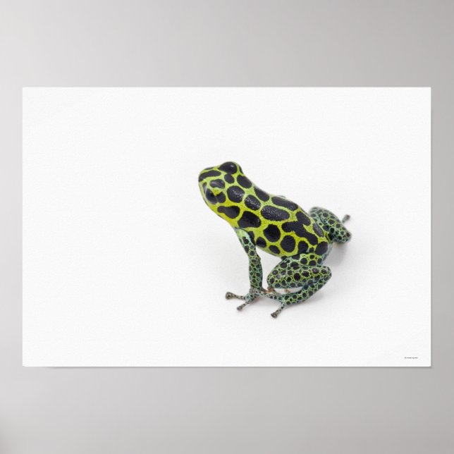 Poster Grenouille noire Poison vert tacheté (Devant)