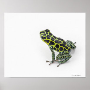 Poster Grenouille noire Poison vert tacheté
