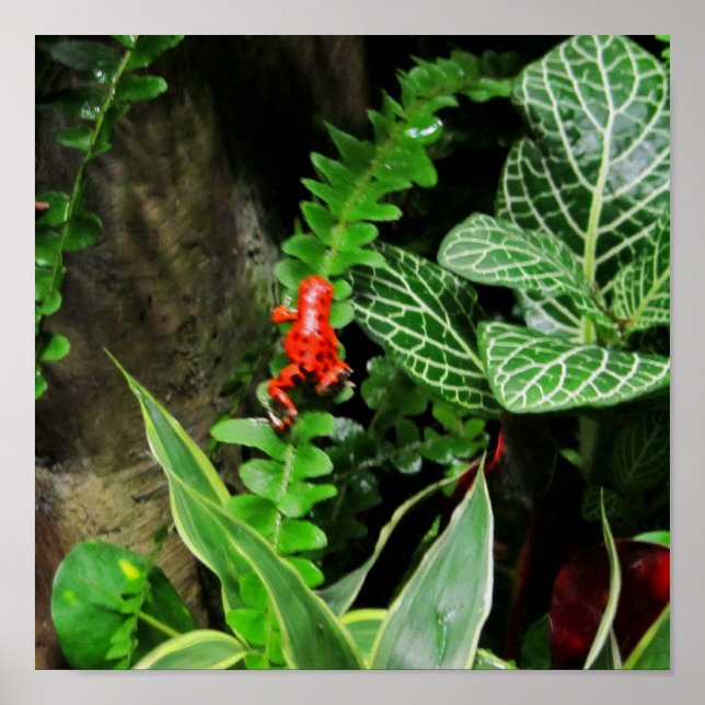 Poster Grenouille rouge (Devant)