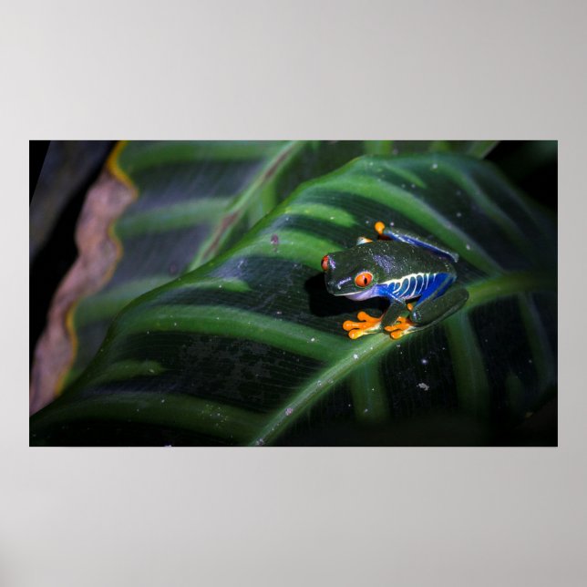 Poster Grenouille rouge aux yeux sur la feuille (Devant)