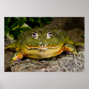 Poster Grenouille-taureau, Pyxicephalus