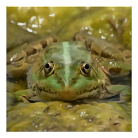 Grenouille verte Camouflée contre lit Patiné River