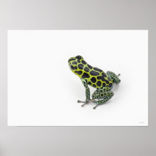 Poster Grenouille verte de dard de poison repérée par