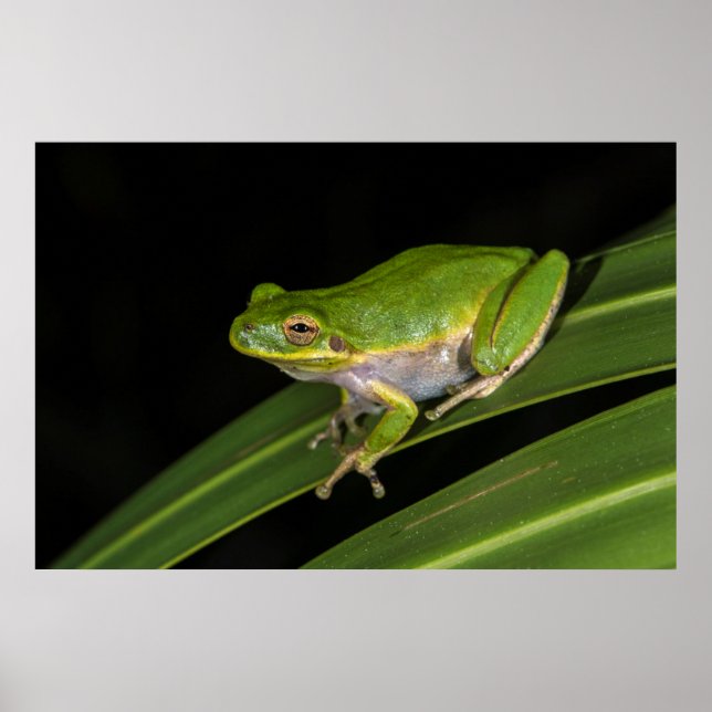 Poster Grenouille verte (Hyla cinerea) 2 (Devant)