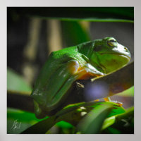 Grenouille verte signée