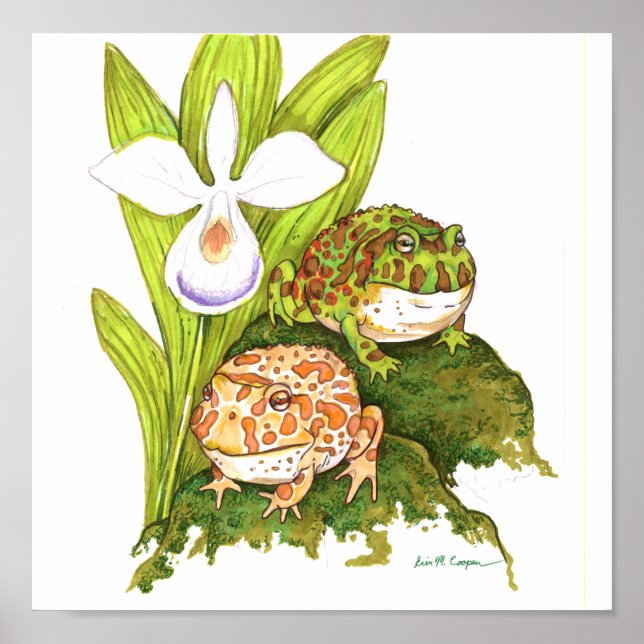 Poster Grenouilles à cornes (Devant)