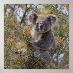 Poster Grevillea Koala Bear,