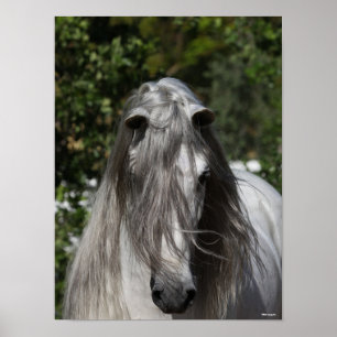 Poster Grey Andalucian Stallion Headshot Long Mane