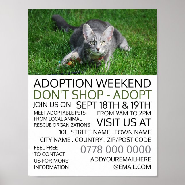 Poster Grey Cat on Grass, Pet Adoption Evénement Publicit (Devant)