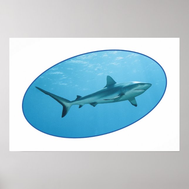 Poster Grey Reefshark, Yap Island - Design photographique (Devant)