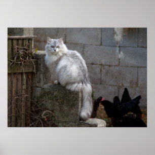 Poster Grey-White Angora Cat