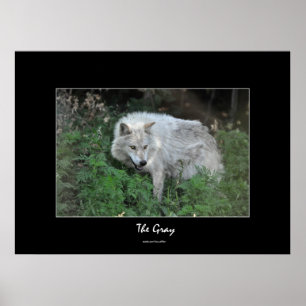 Poster Grey Wolf Partisan de la faune Portrait photo