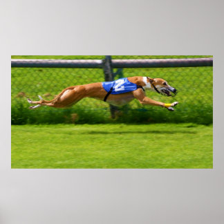 Poster Greyhound