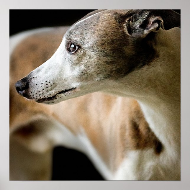 Poster Greyhound Dog (Devant)