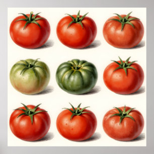 Poster Grille botanique de variétés de tomates anciennes 