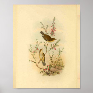 Poster Grille-mouche blanche Vintage Imprimer