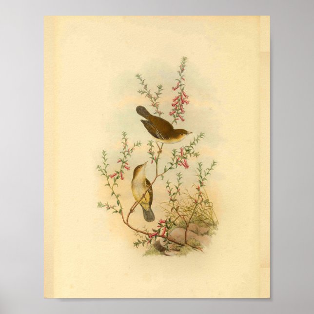 Poster Grille-mouche blanche Vintage Imprimer (Devant)