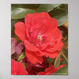 Poster gris pour une journée Imprimé floral rouge