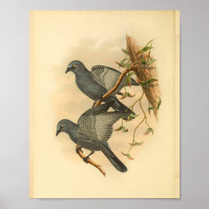Poster Gris Ramsys Cuckoo Shrike Bird Vintage Imprimer