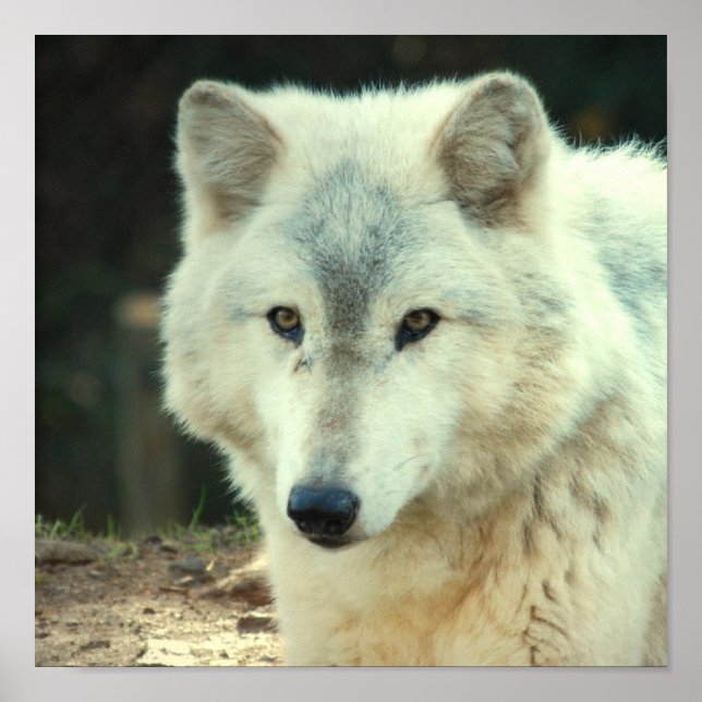 Poster Gris Wolf Imprimer (Devant)