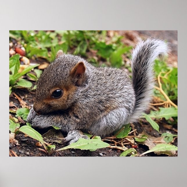 Poster GrisBébé (Devant)