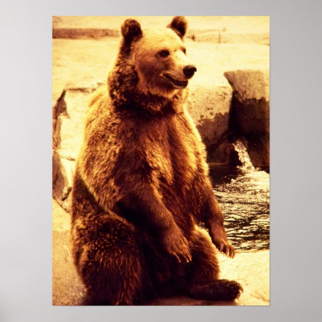 Poster grizzli (Devant)